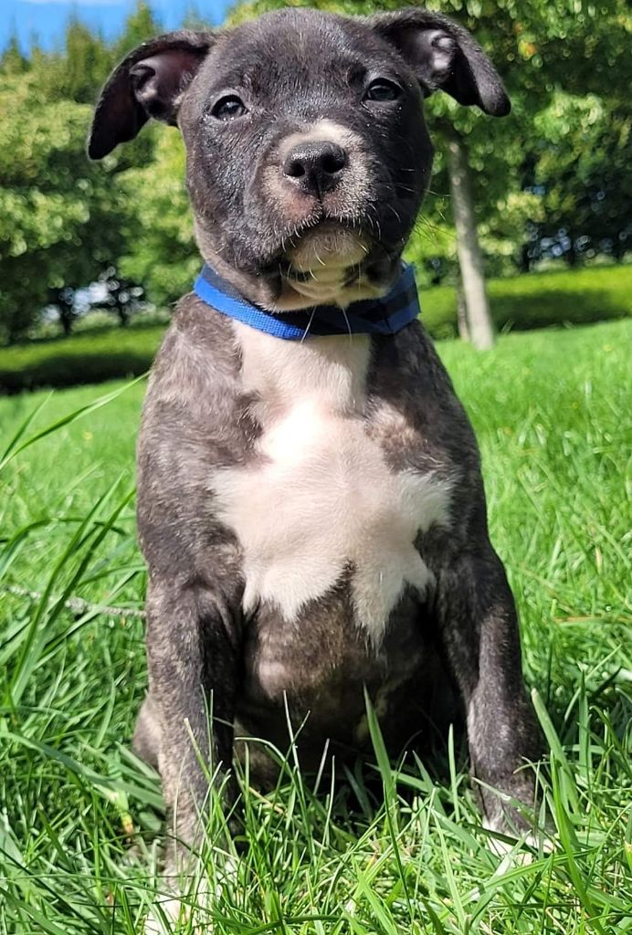 Of Ghost's Empire - Chiot disponible  - American Staffordshire Terrier