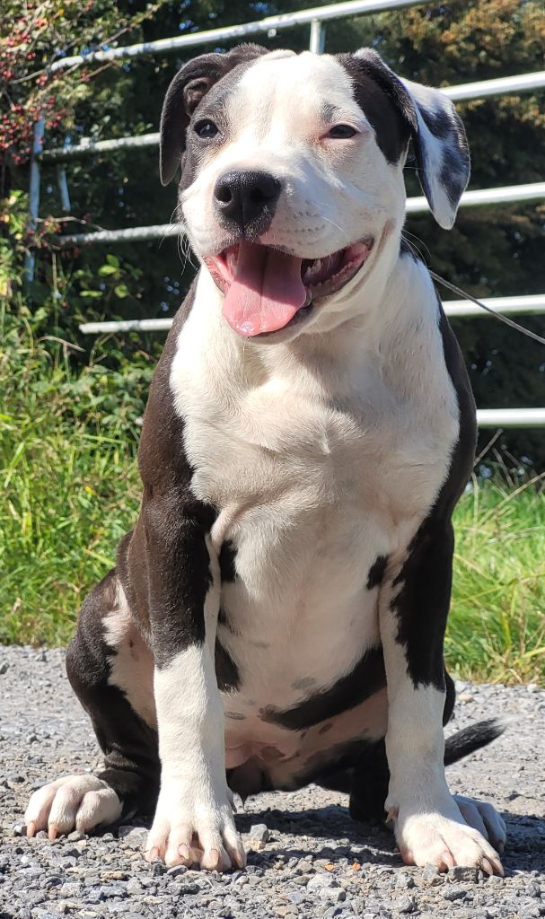 Of Ghost's Empire - Chiot disponible  - American Staffordshire Terrier