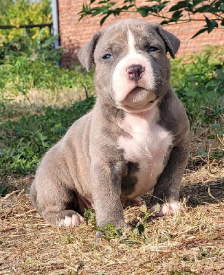 Of Ghost's Empire - American Staffordshire Terrier - Portée née le 22/07/2022