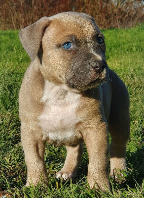 Of Ghost's Empire - American Staffordshire Terrier - Portée née le 21/11/2024