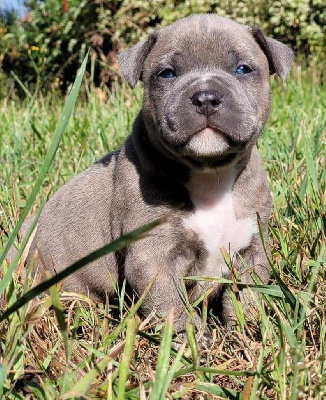 Of Ghost's Empire - American Staffordshire Terrier - Portée née le 22/07/2022