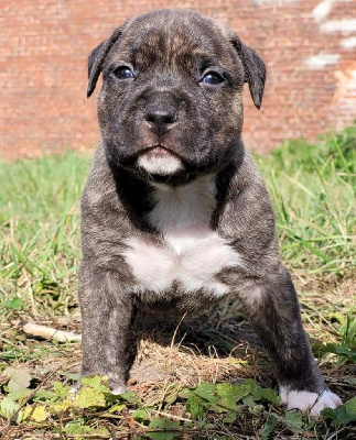 The Little Brindle Teddy