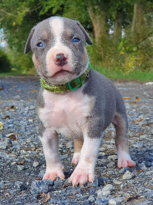 Of Ghost's Empire - American Staffordshire Terrier - Portée née le 03/09/2024