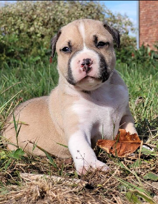 Of Ghost's Empire - American Staffordshire Terrier - Portée née le 26/07/2022