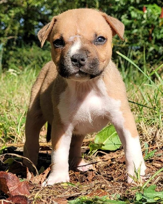 Of Ghost's Empire - American Staffordshire Terrier - Portée née le 12/07/2022