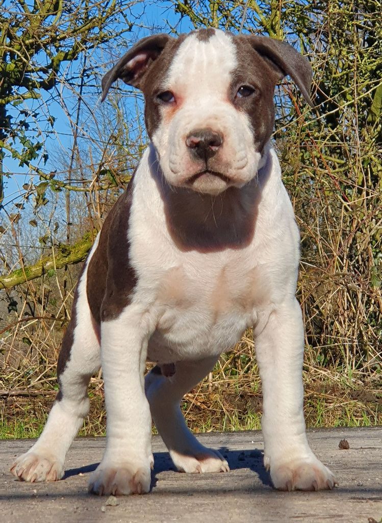 Of Ghost's Empire - Chiot disponible  - American Staffordshire Terrier