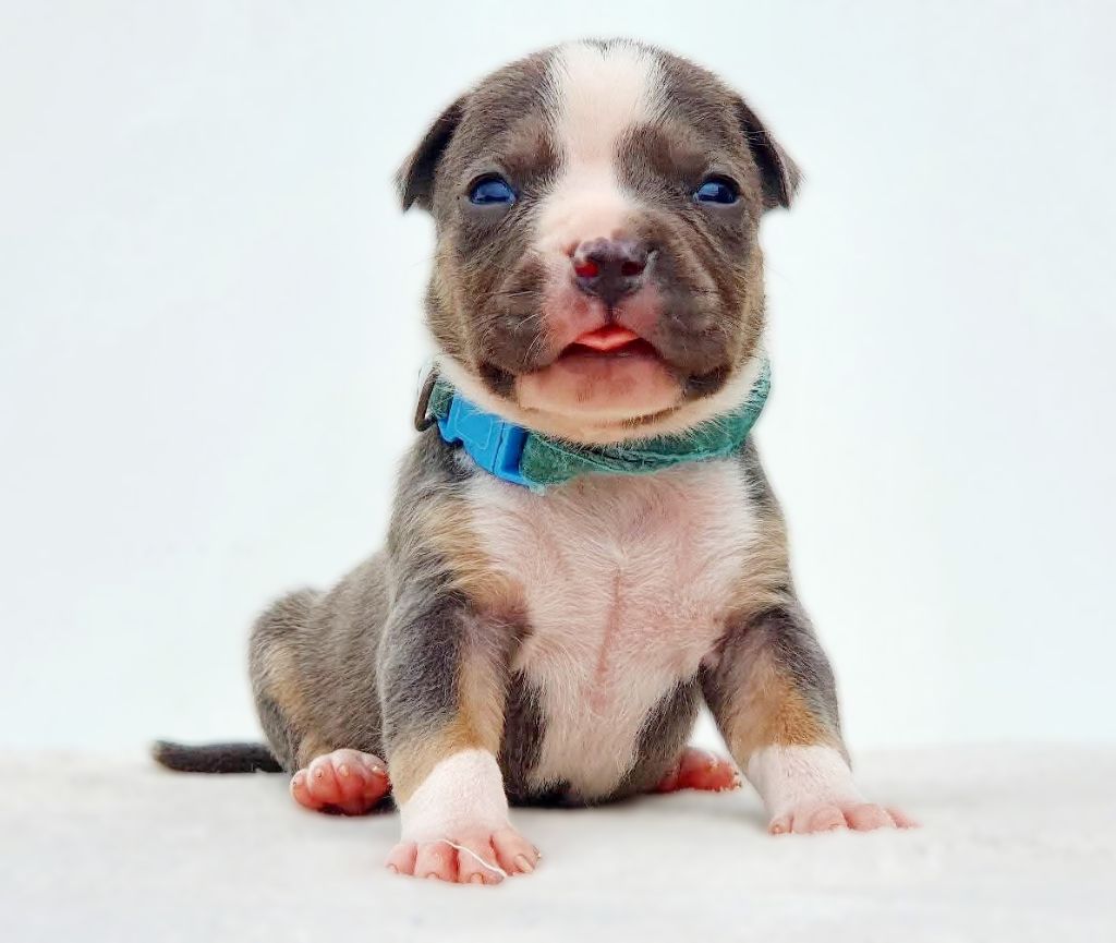 Of Ghost's Empire - Chiots disponibles - American Staffordshire Terrier