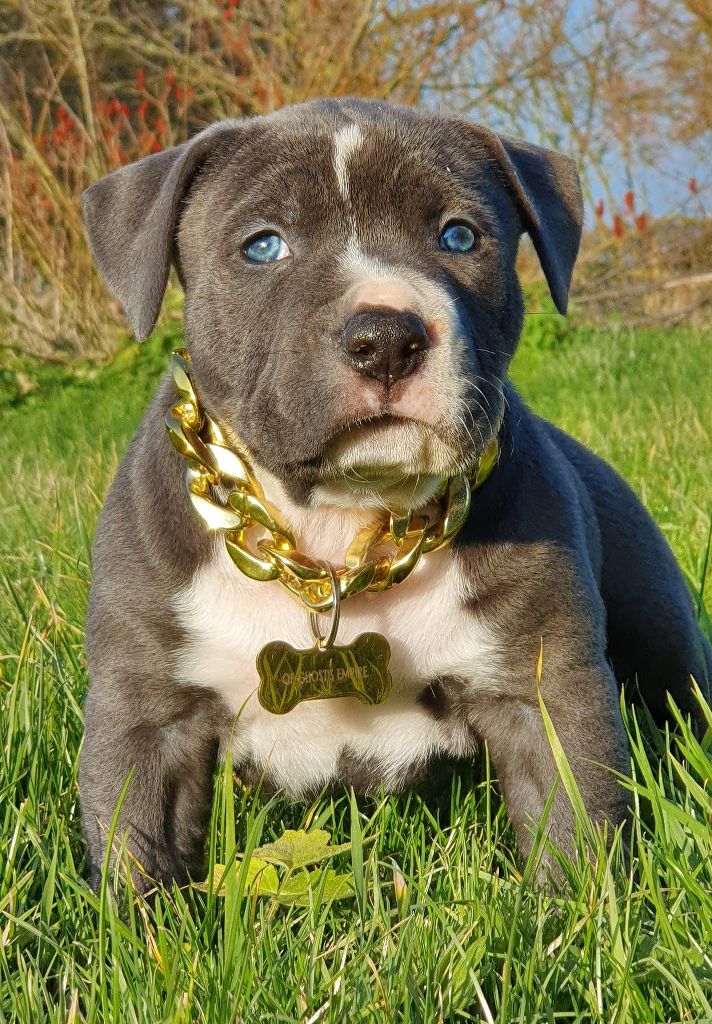Of Ghost's Empire - American Staffordshire Terrier - Portée née le 04/11/2024