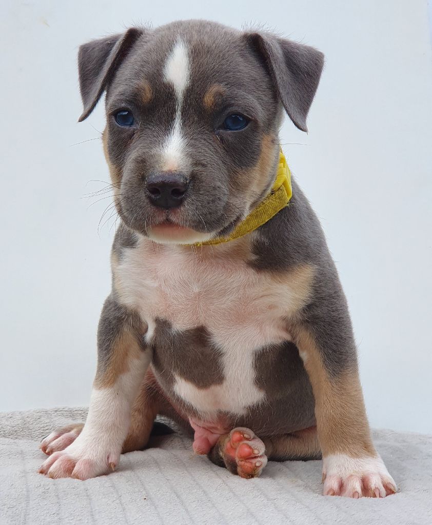 Of Ghost's Empire - Chiots disponibles - American Staffordshire Terrier