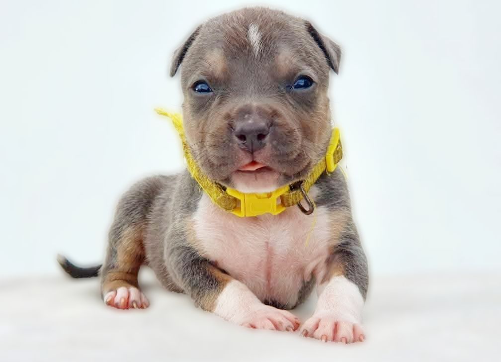 Of Ghost's Empire - Chiots disponibles - American Staffordshire Terrier