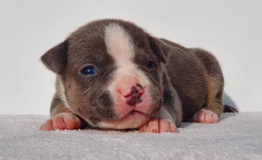 Of Ghost's Empire - Chiots disponibles - American Staffordshire Terrier