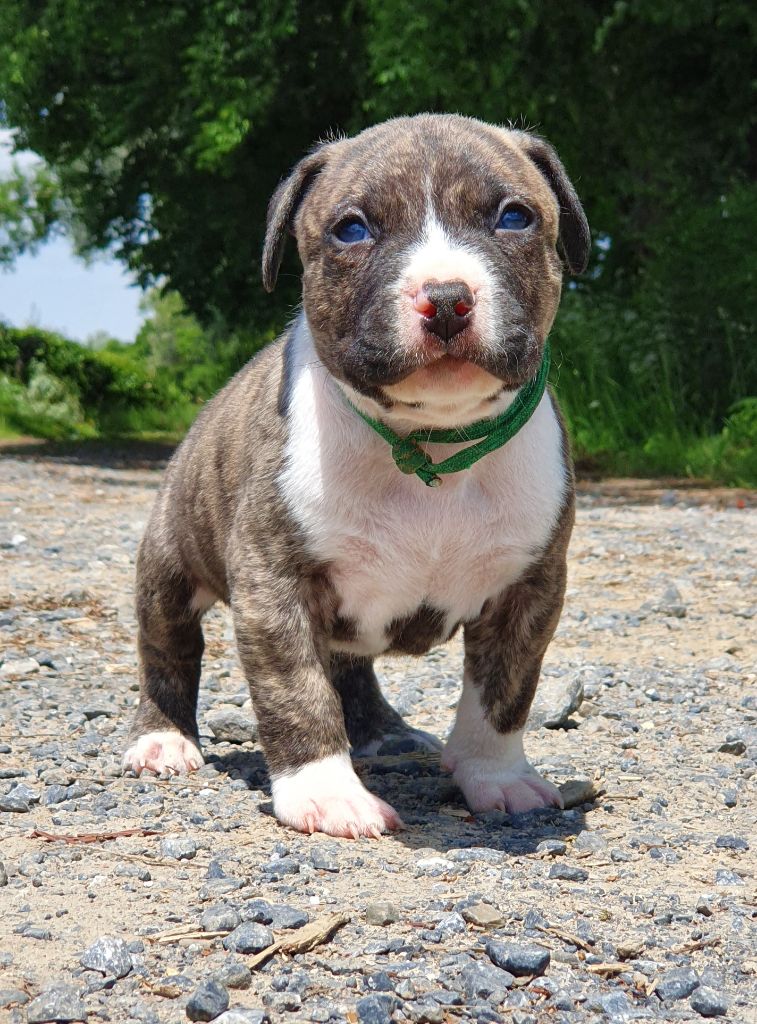 Of Ghost's Empire - Chiots disponibles - American Staffordshire Terrier