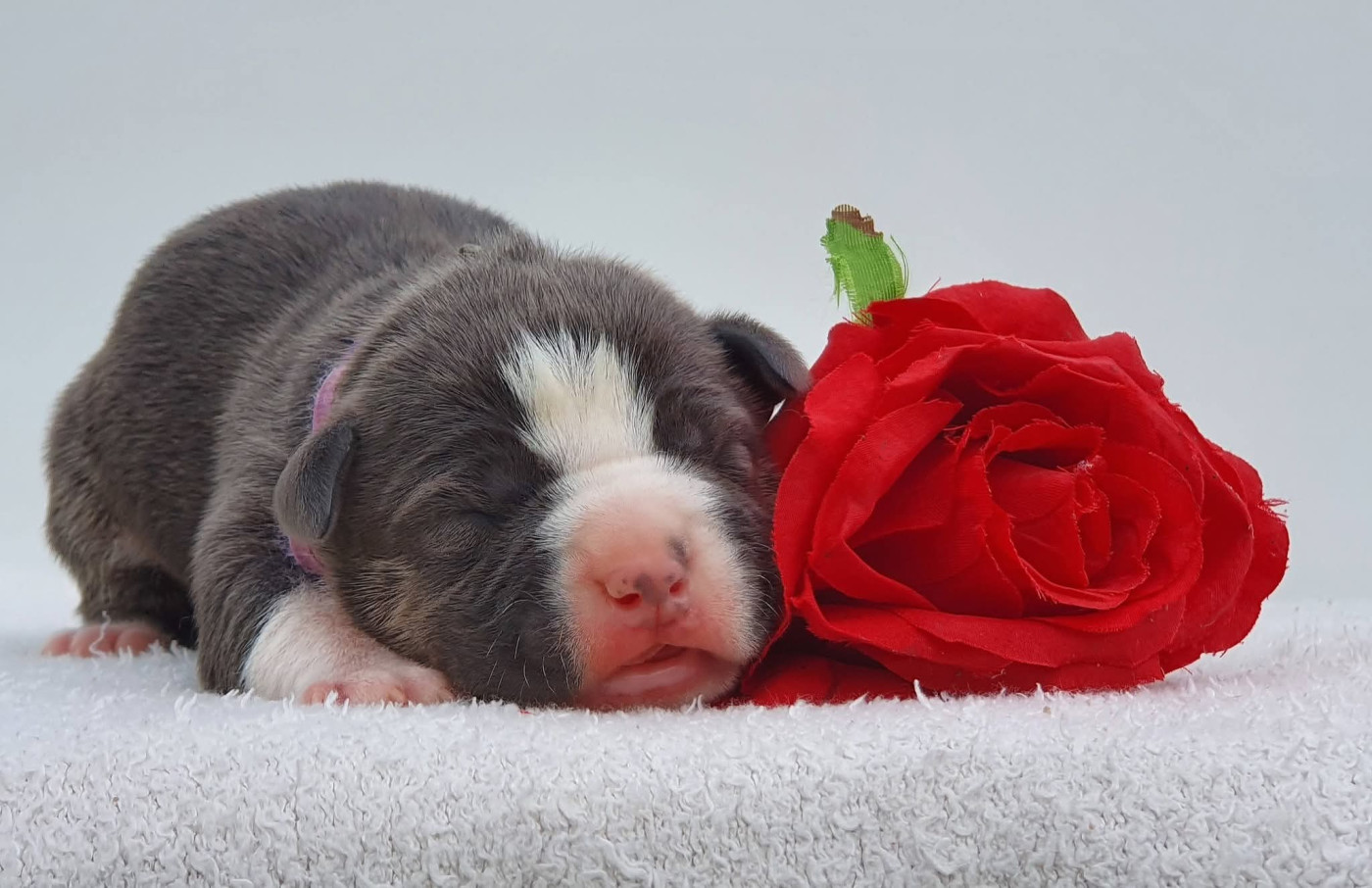 Of Ghost's Empire - Chiots disponibles - American Staffordshire Terrier