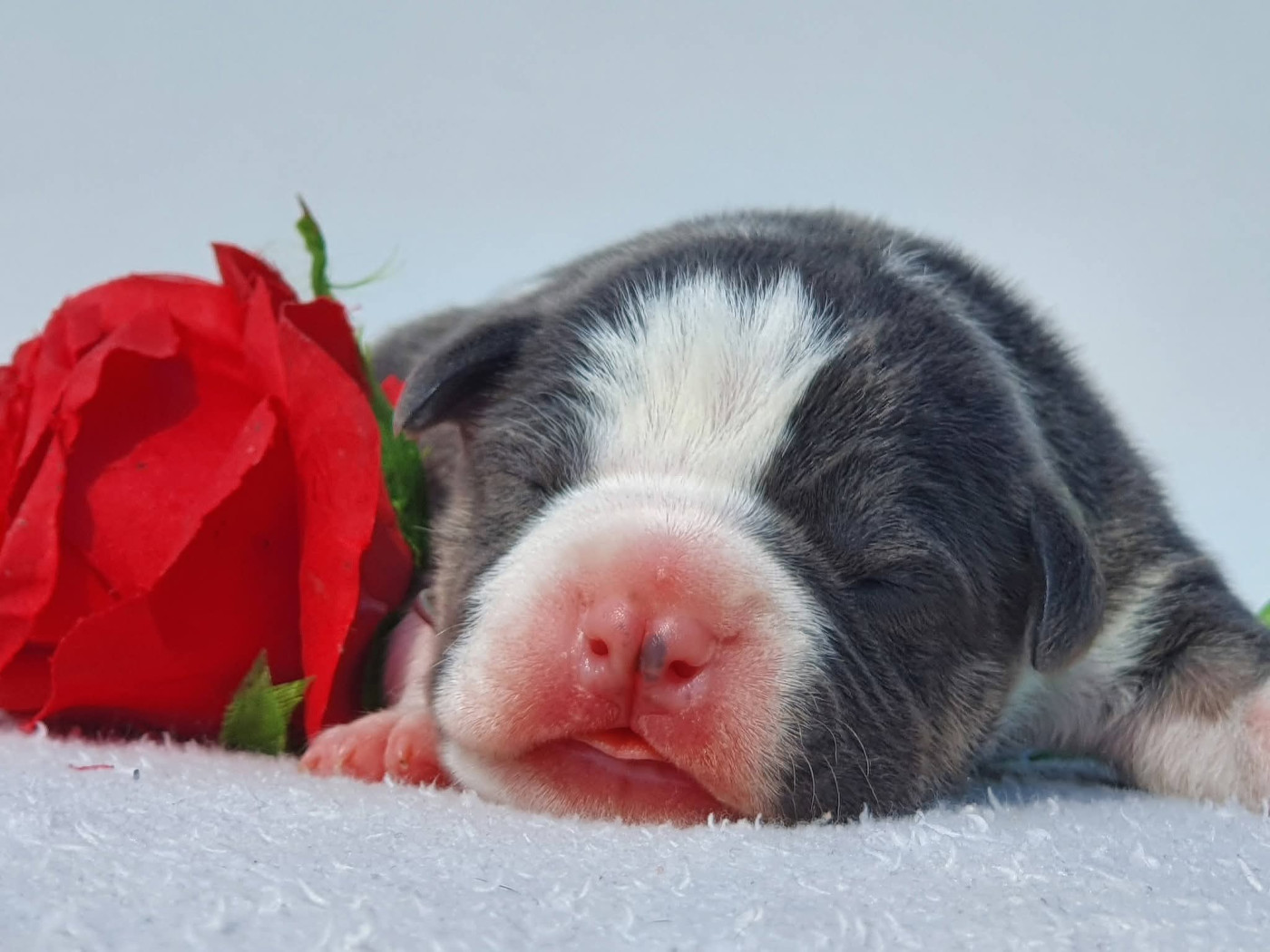 Of Ghost's Empire - Chiots disponibles - American Staffordshire Terrier