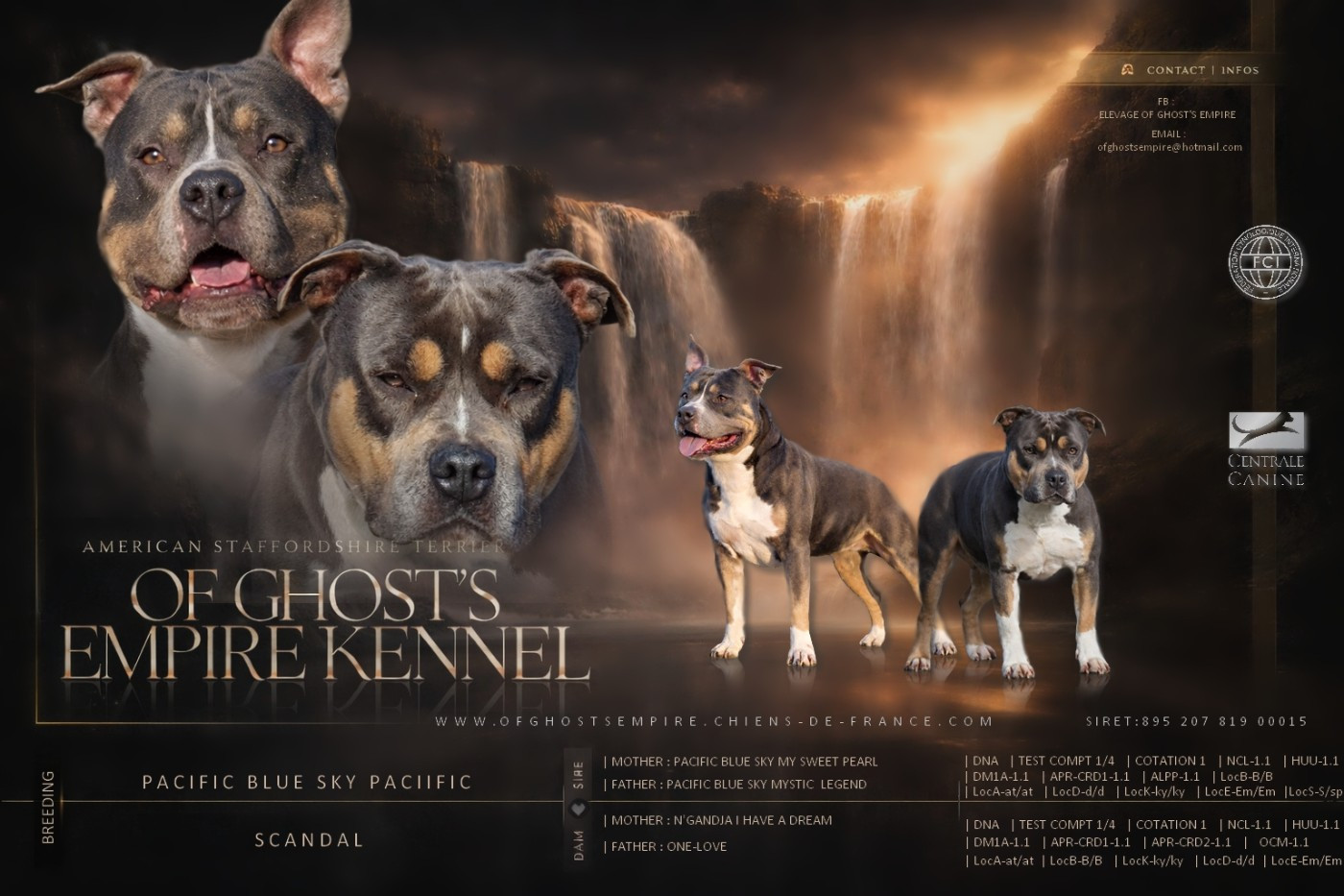 Chiot American Staffordshire Terrier Of Ghost's Empire