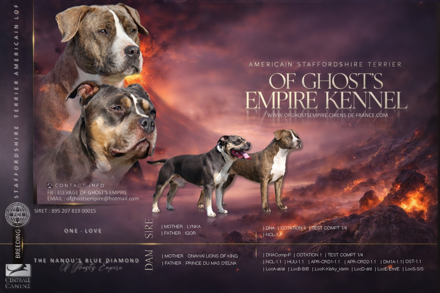 Chiot American Staffordshire Terrier Of Ghost's Empire