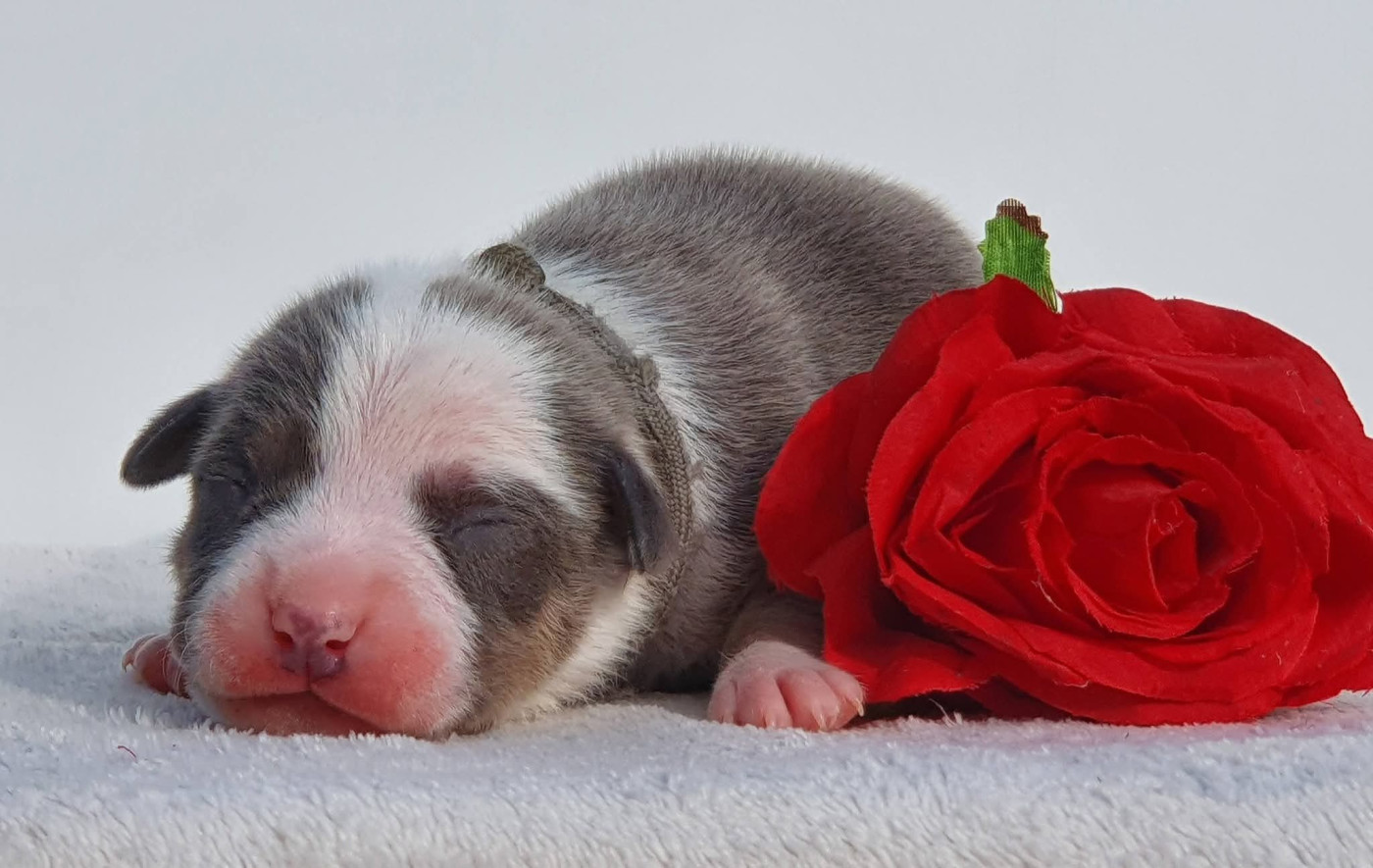Of Ghost's Empire - Chiots disponibles - American Staffordshire Terrier