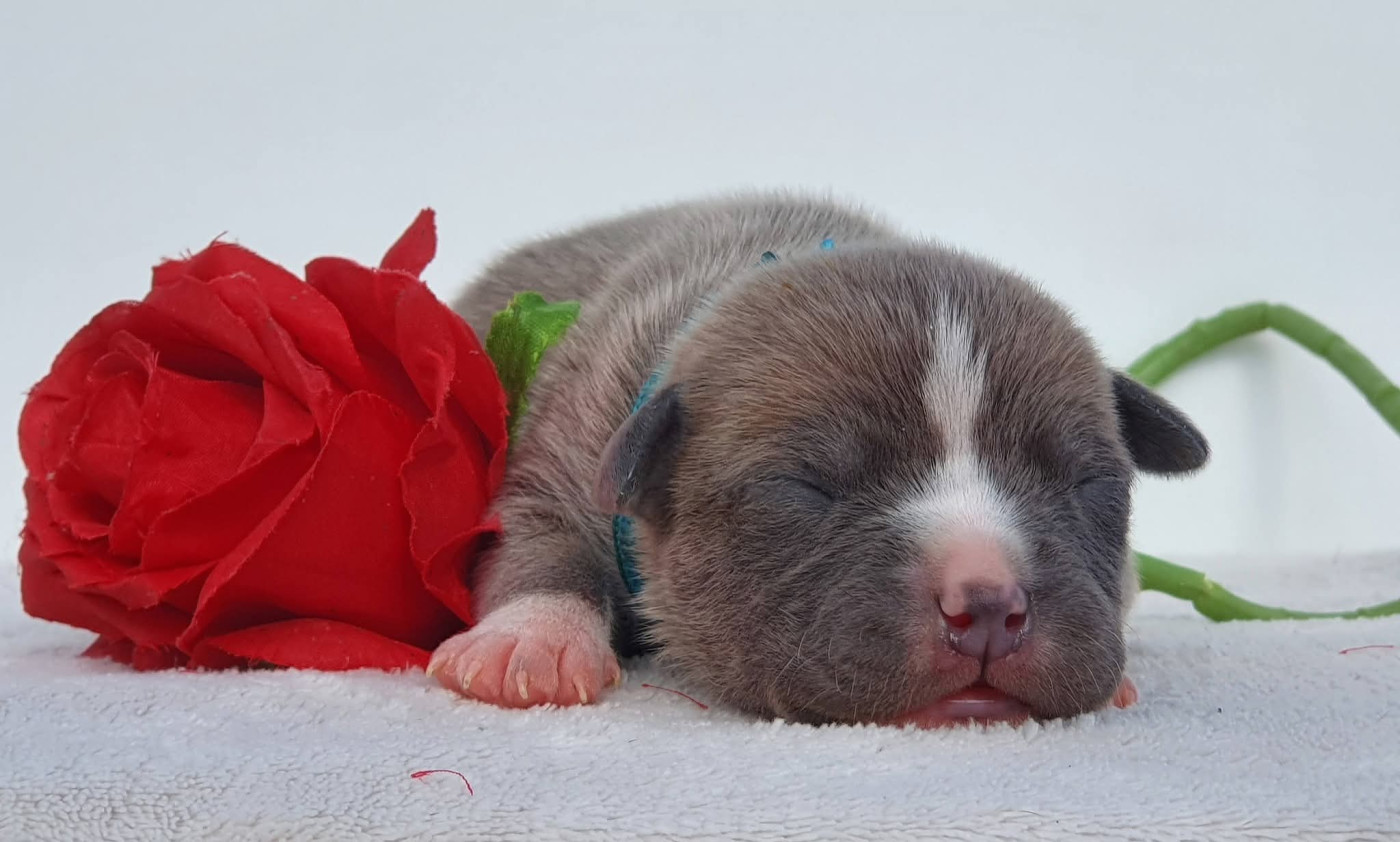 Of Ghost's Empire - Chiots disponibles - American Staffordshire Terrier
