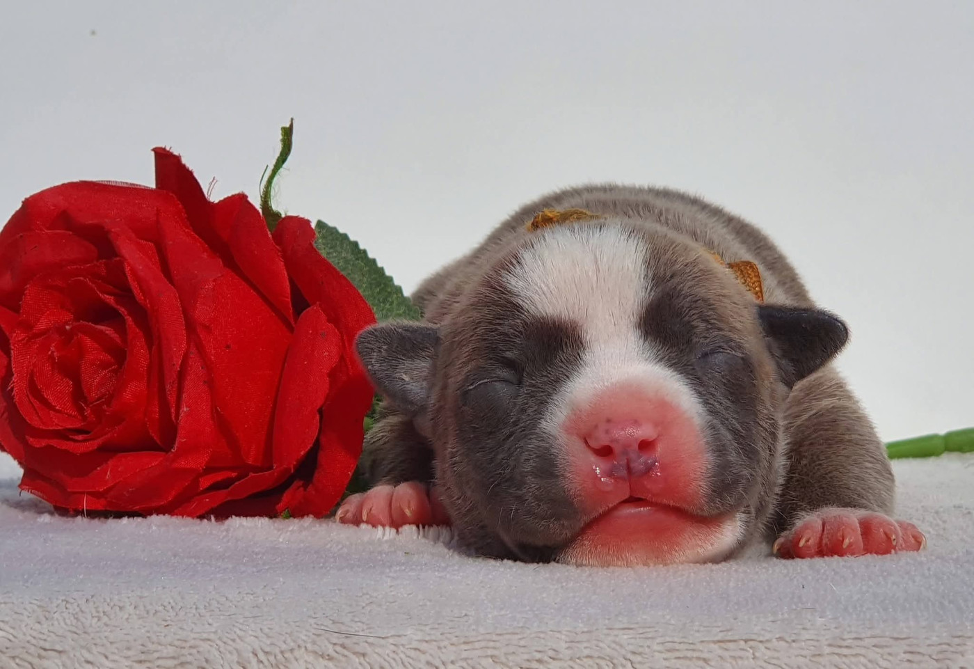Of Ghost's Empire - Chiots disponibles - American Staffordshire Terrier