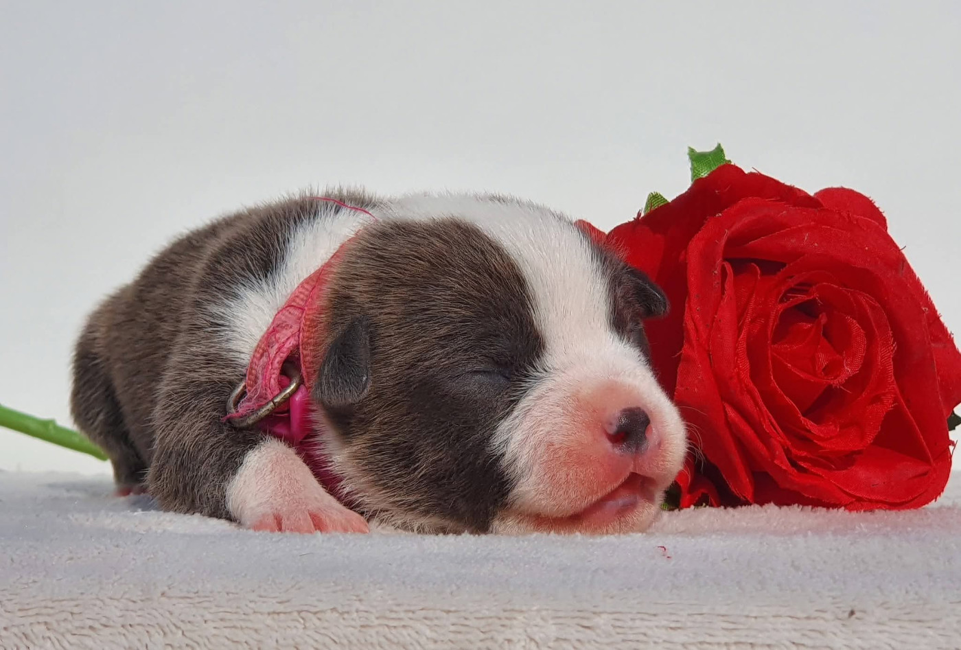 Of Ghost's Empire - Chiots disponibles - American Staffordshire Terrier