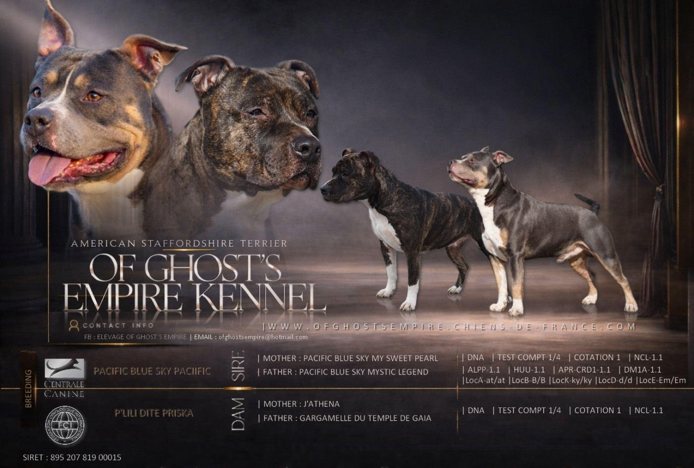 Chiot American Staffordshire Terrier Of Ghost's Empire