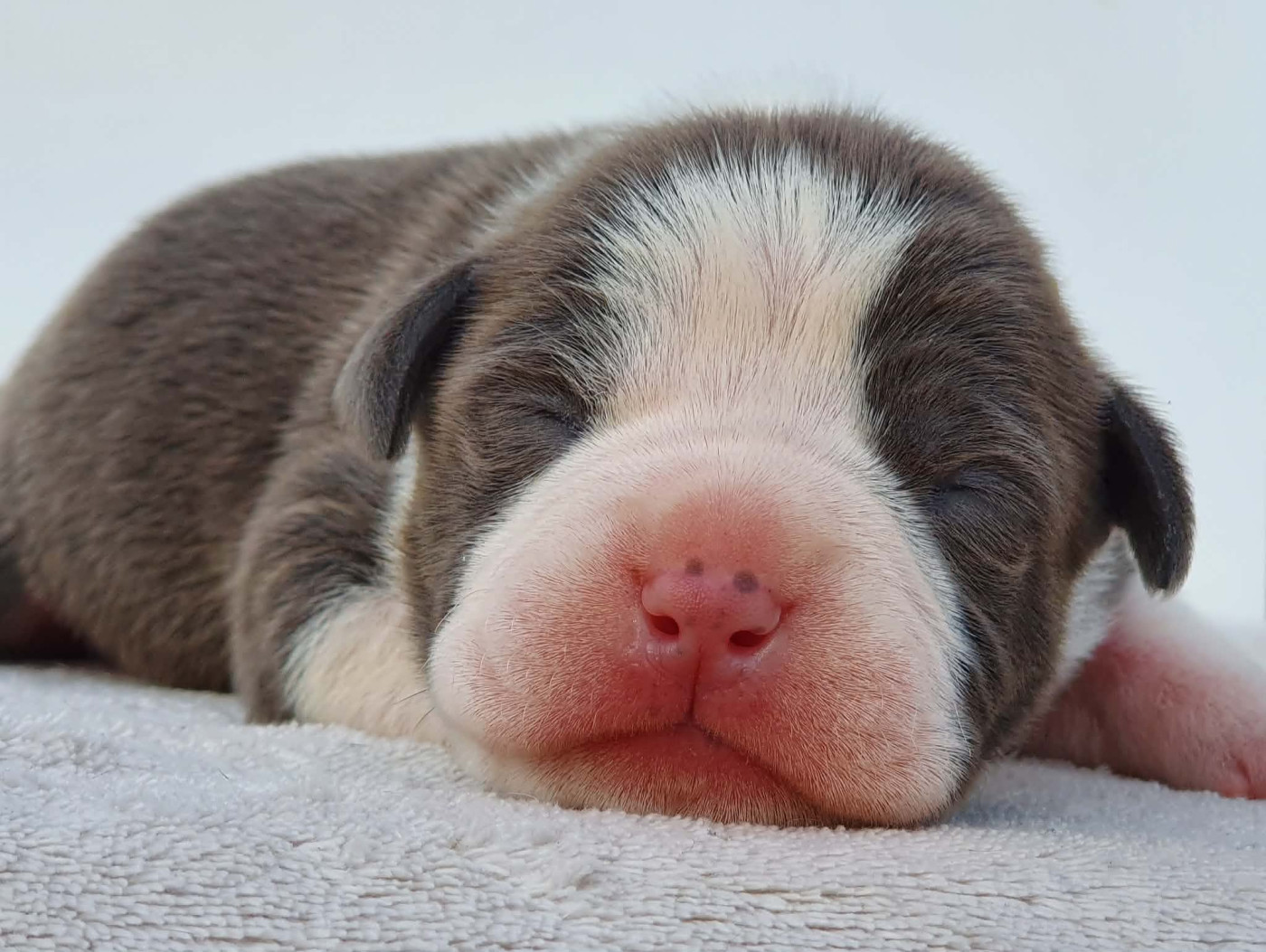 Of Ghost's Empire - Chiots disponibles - American Staffordshire Terrier