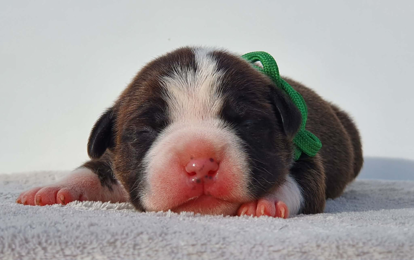 Of Ghost's Empire - Chiots disponibles - American Staffordshire Terrier