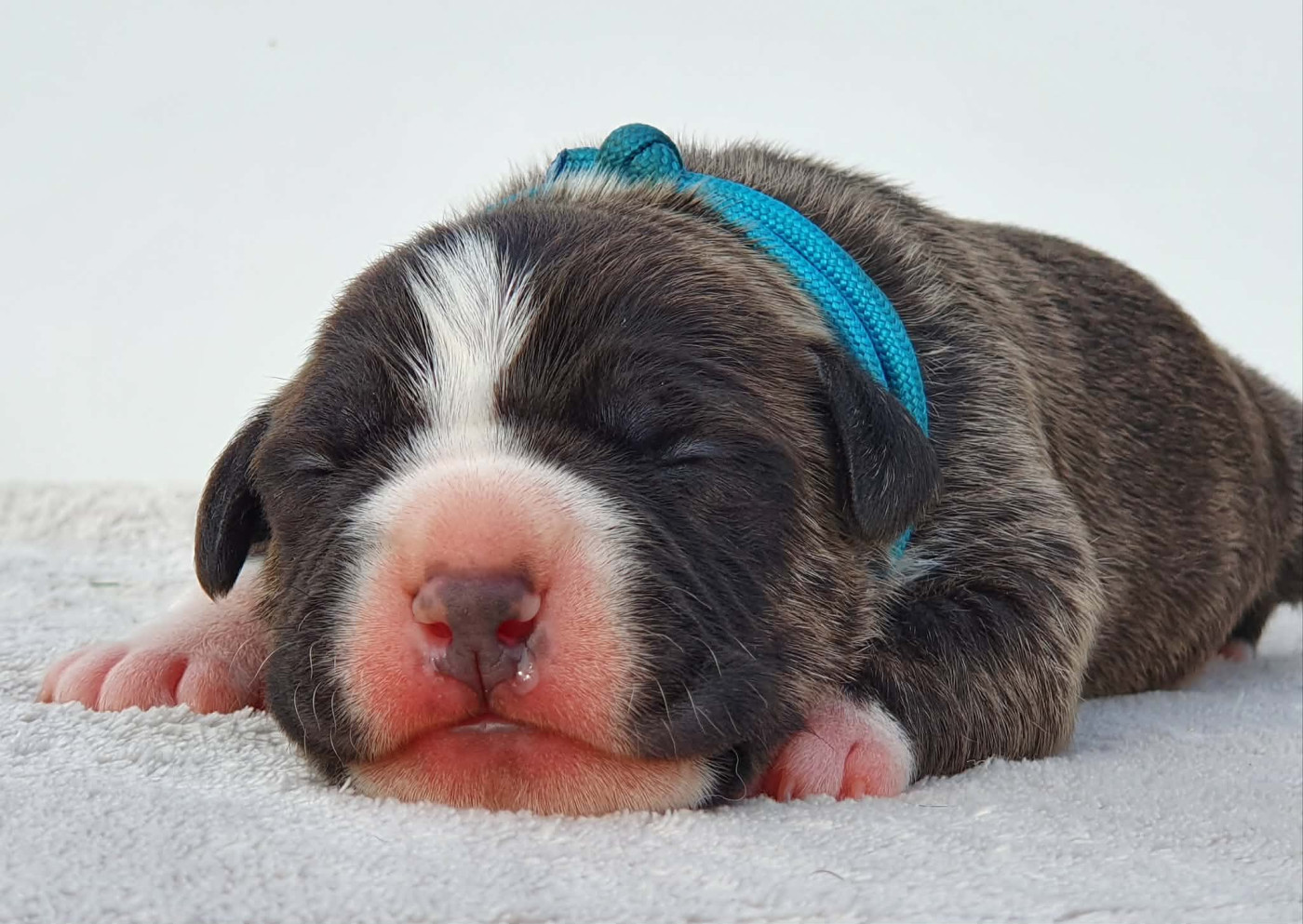 Of Ghost's Empire - Chiots disponibles - American Staffordshire Terrier