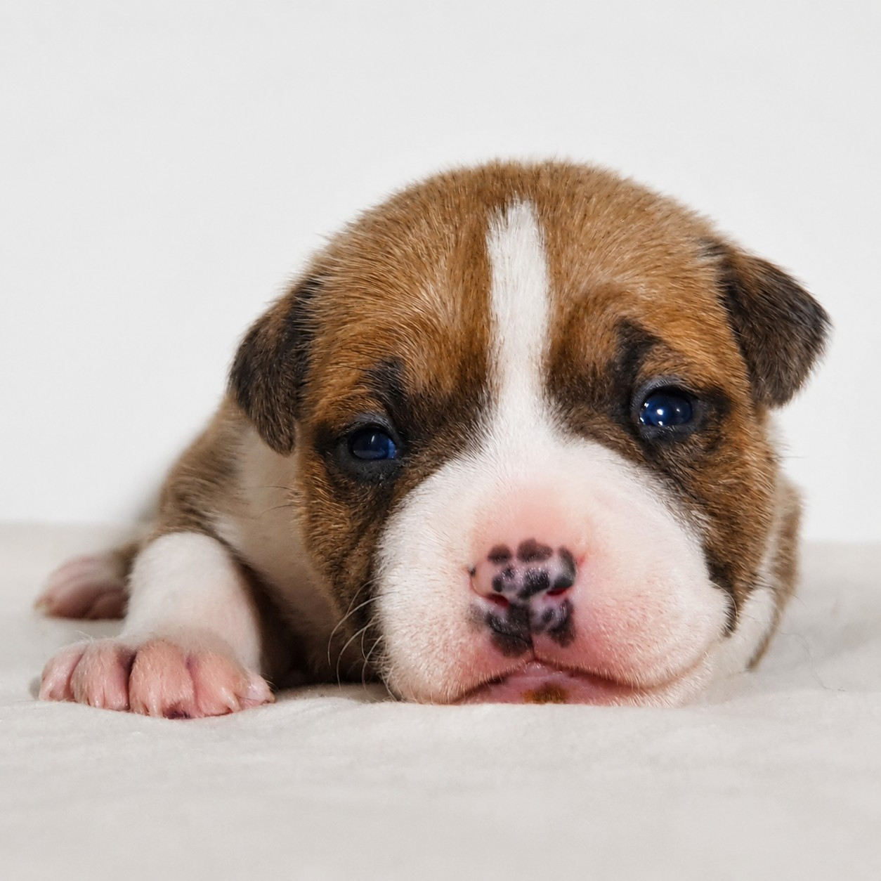 Of Ghost's Empire - Chiots disponibles - American Staffordshire Terrier
