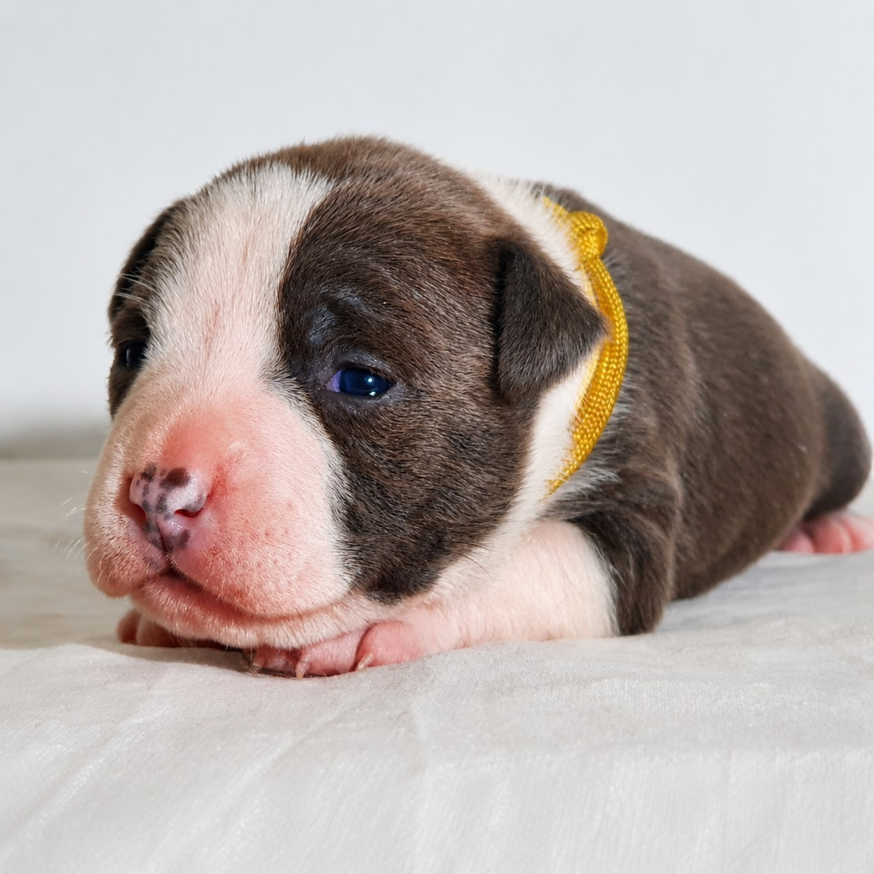 Of Ghost's Empire - Chiots disponibles - American Staffordshire Terrier