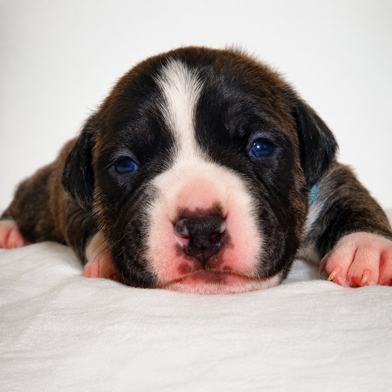 Of Ghost's Empire - Chiots disponibles - American Staffordshire Terrier