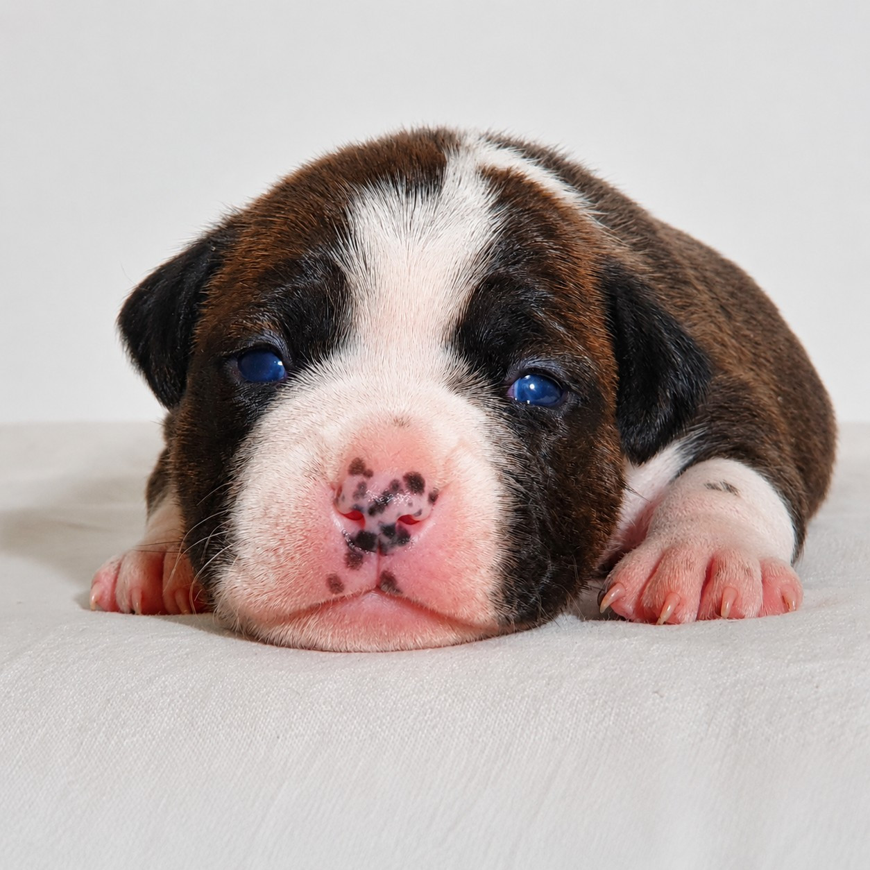 Of Ghost's Empire - Chiots disponibles - American Staffordshire Terrier