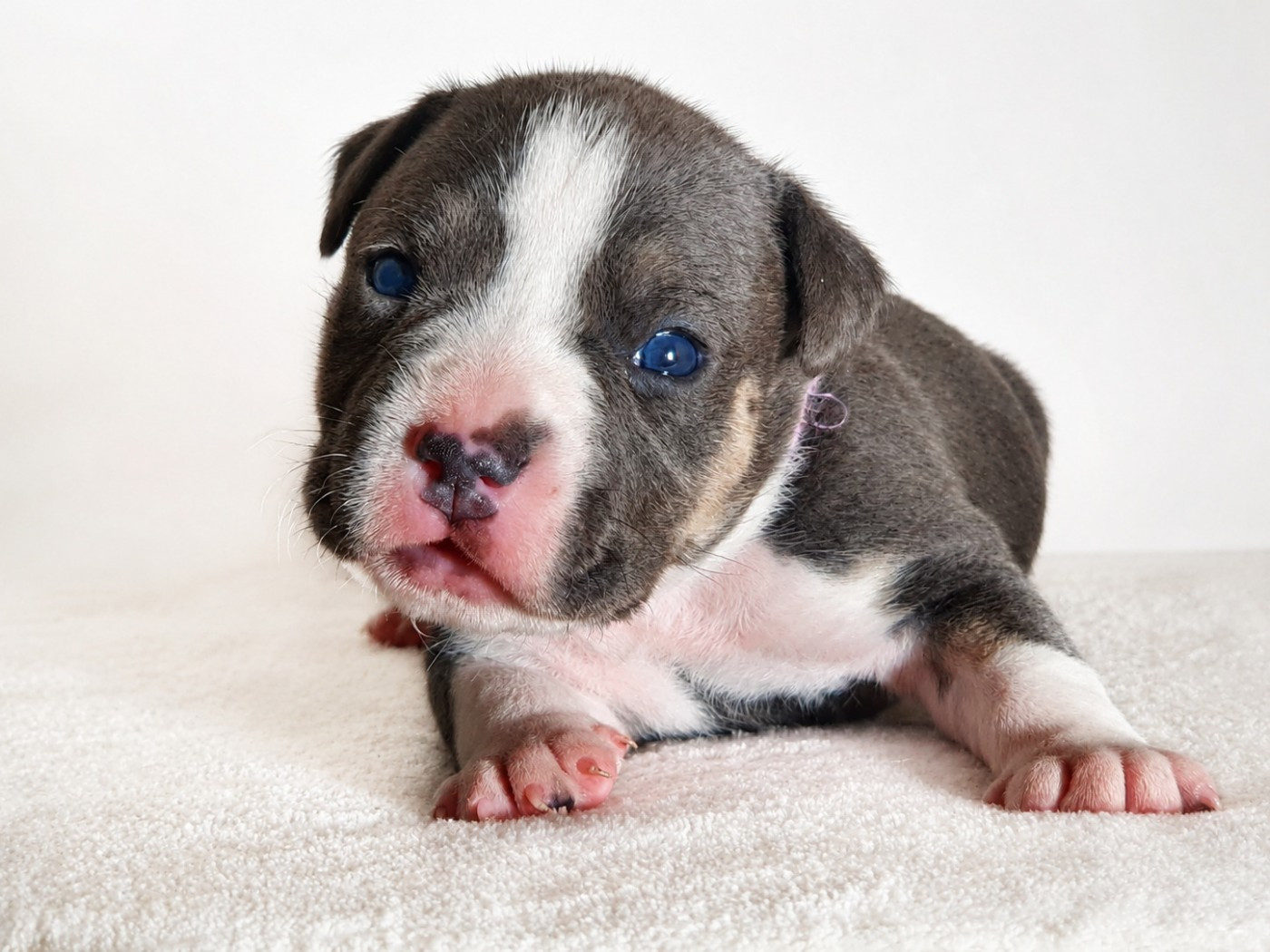 Of Ghost's Empire - Chiots disponibles - American Staffordshire Terrier
