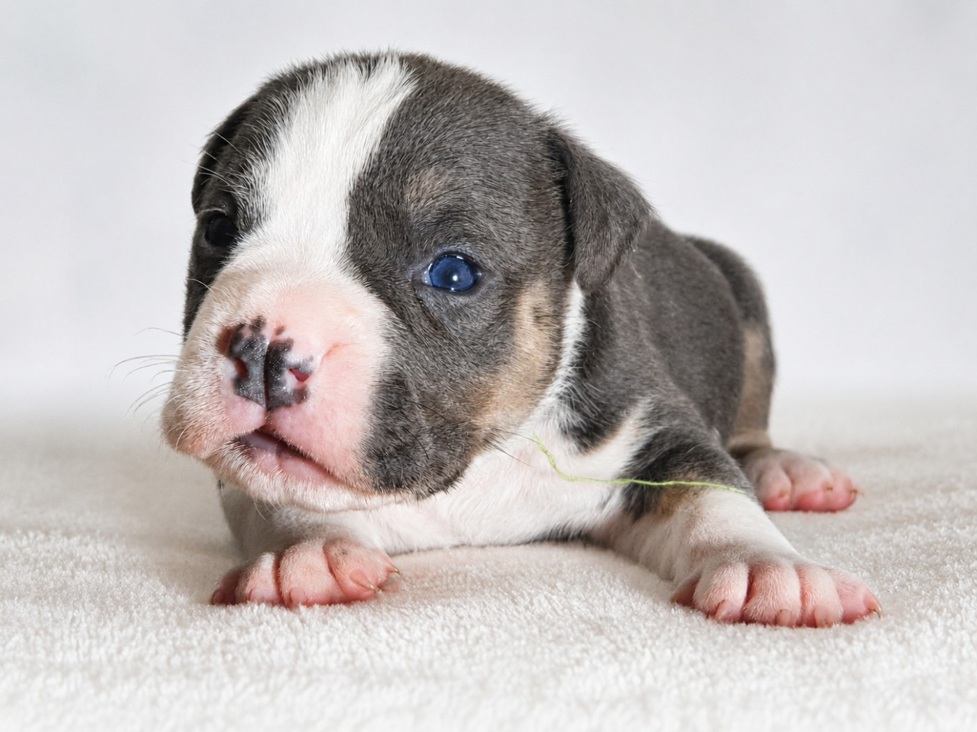 Of Ghost's Empire - Chiots disponibles - American Staffordshire Terrier