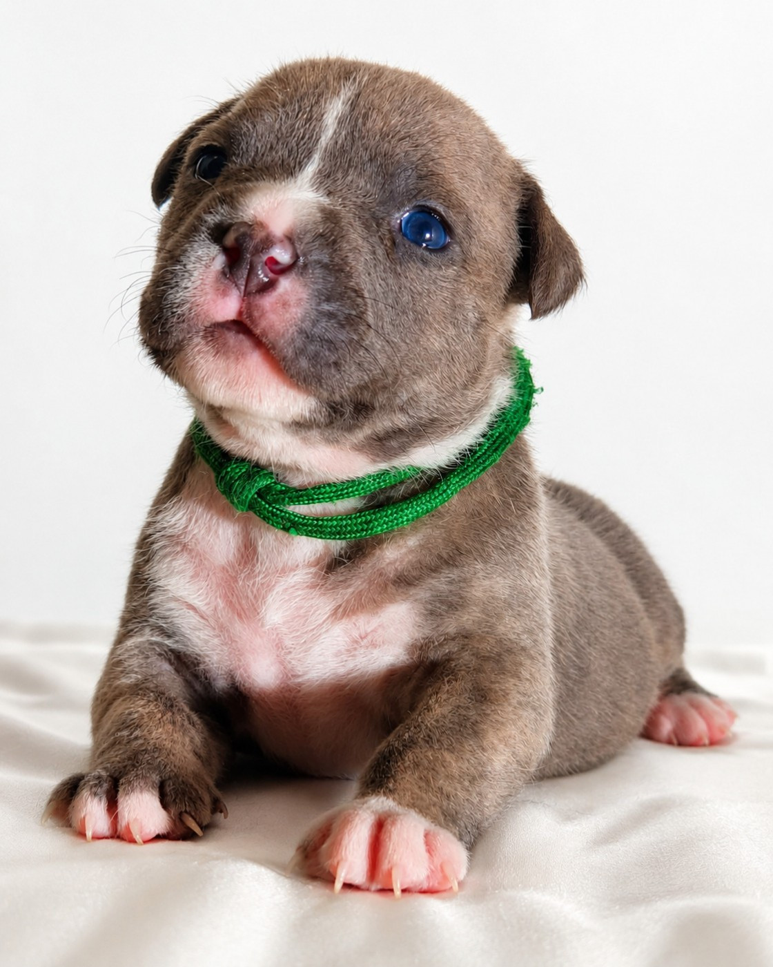 Of Ghost's Empire - Chiots disponibles - American Staffordshire Terrier
