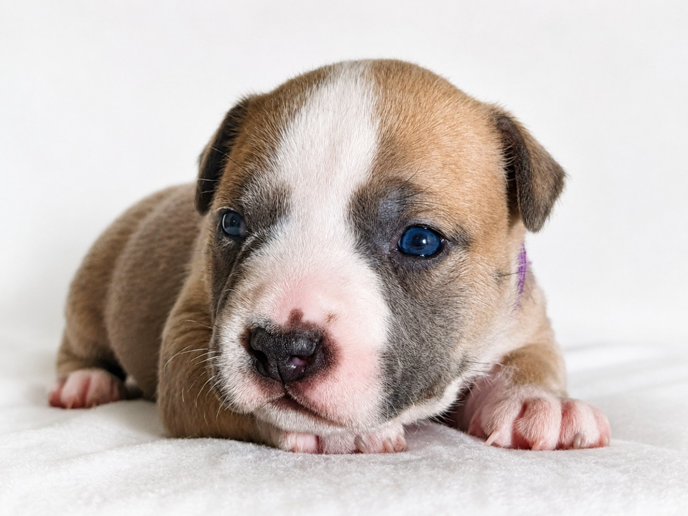 Of Ghost's Empire - Chiots disponibles - American Staffordshire Terrier