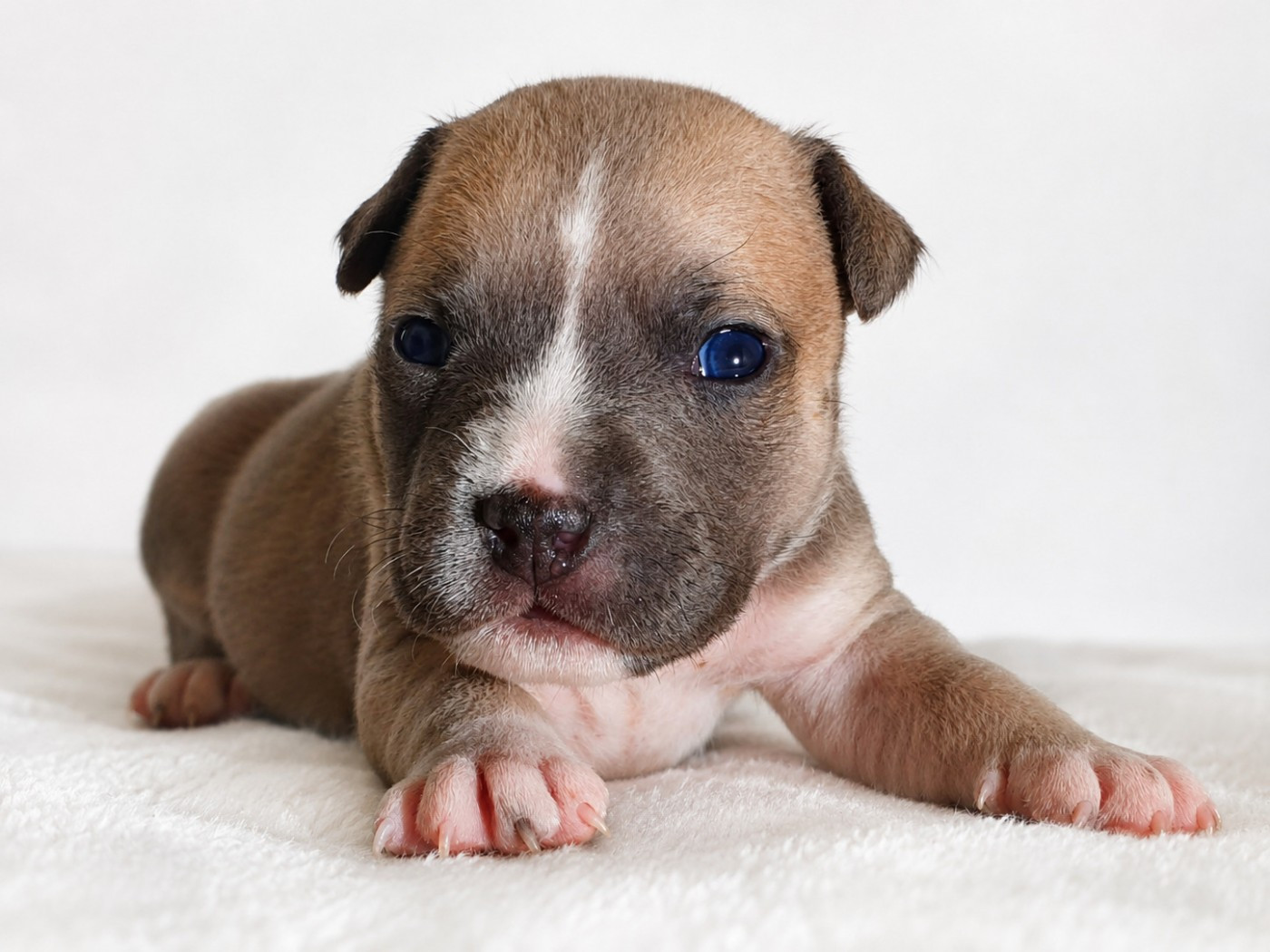 Of Ghost's Empire - Chiots disponibles - American Staffordshire Terrier