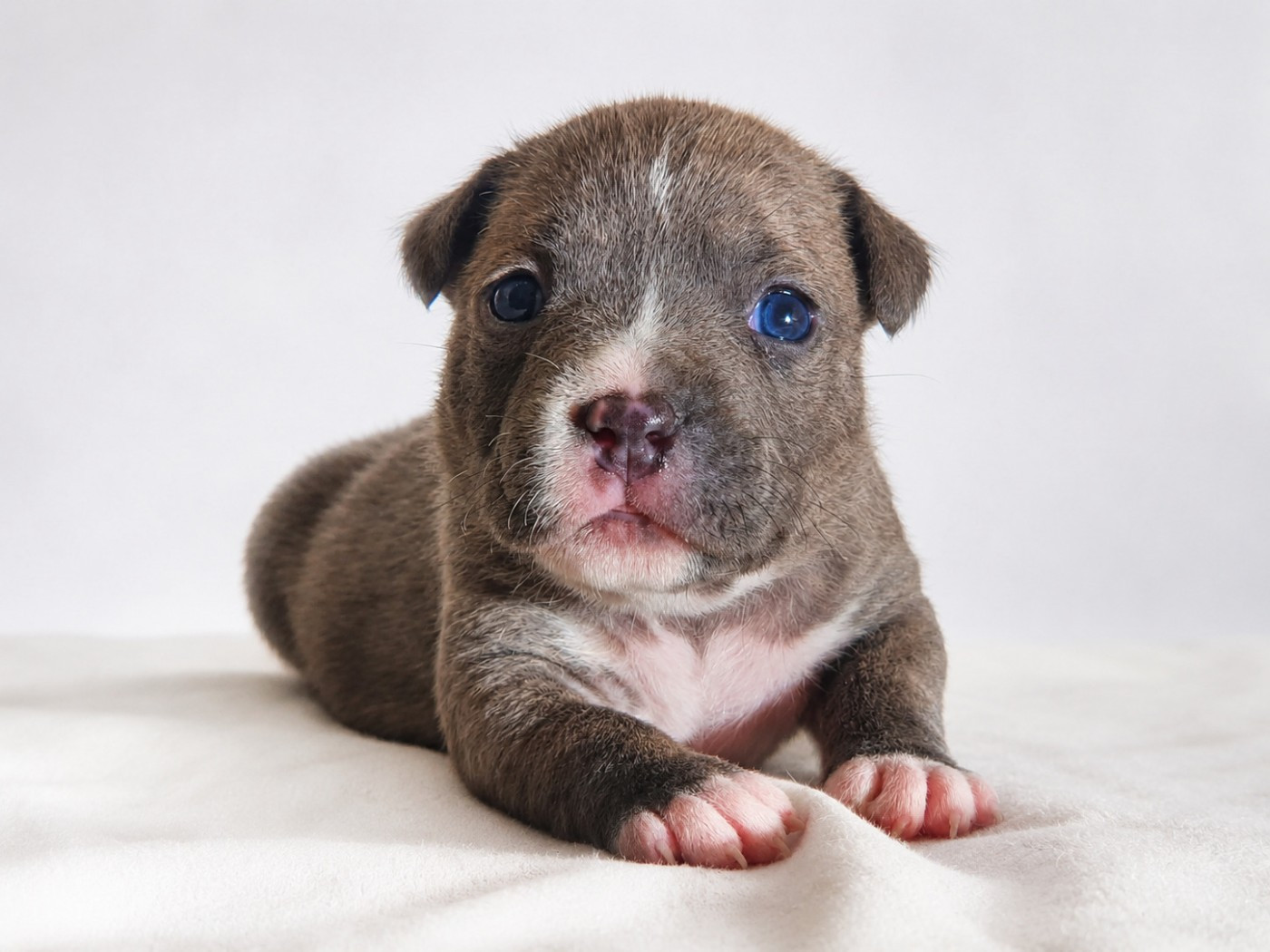 Of Ghost's Empire - Chiots disponibles - American Staffordshire Terrier