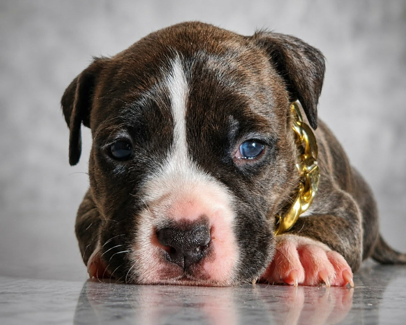 Of Ghost's Empire - Chiots disponibles - American Staffordshire Terrier