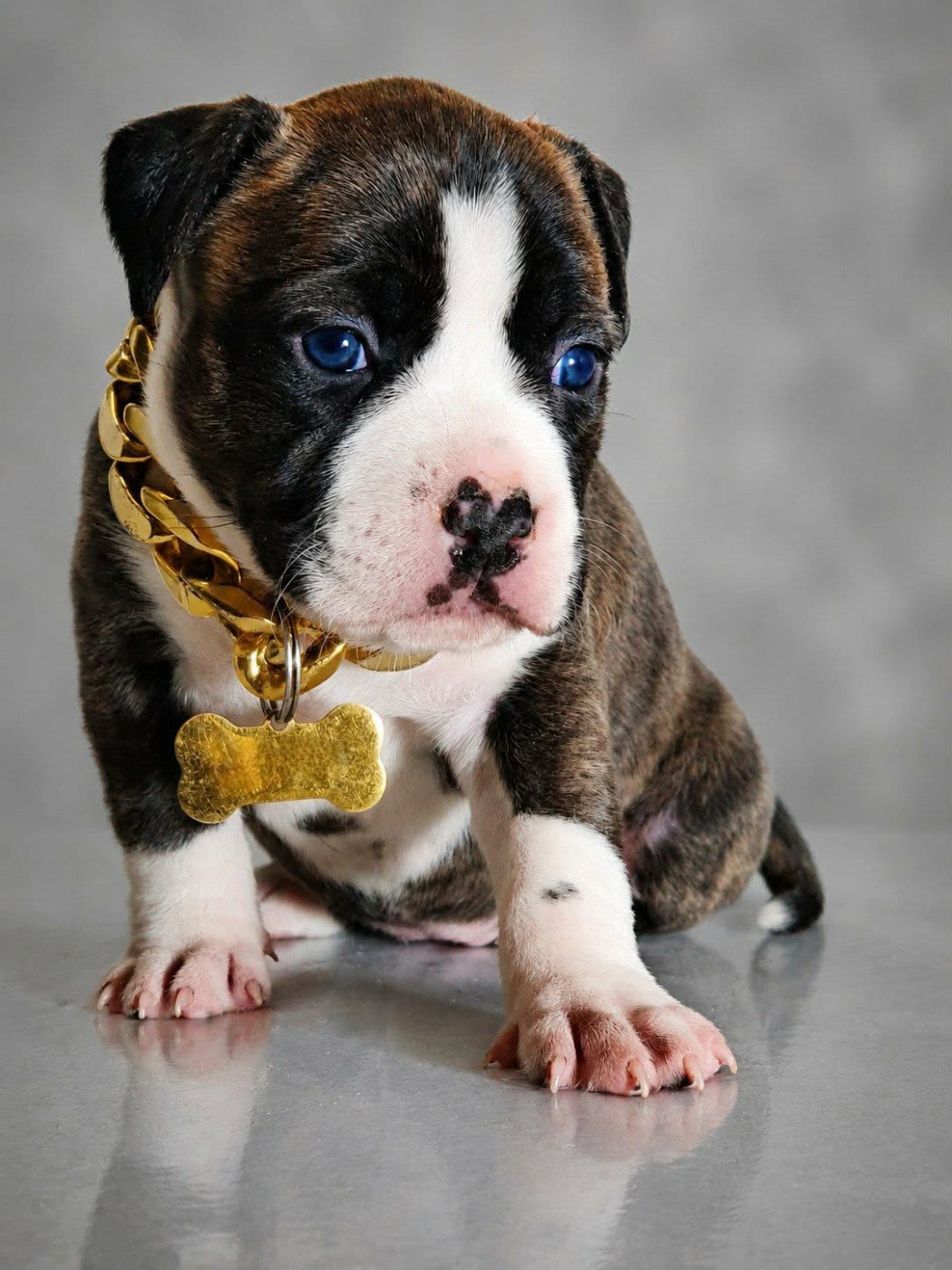 Of Ghost's Empire - Chiots disponibles - American Staffordshire Terrier