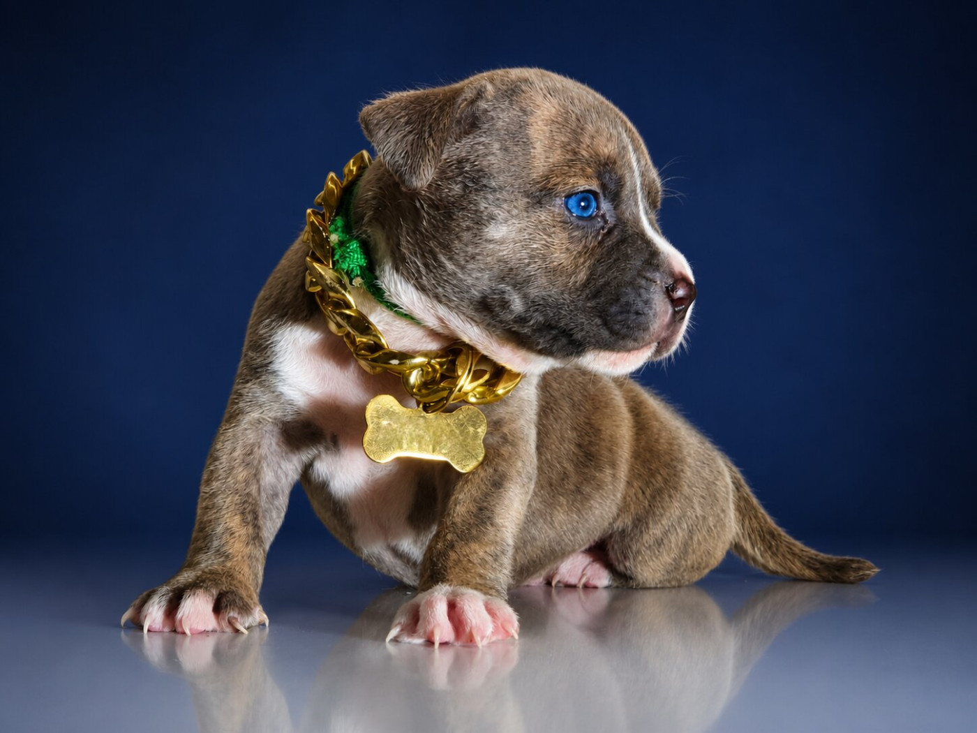 Of Ghost's Empire - Chiots disponibles - American Staffordshire Terrier
