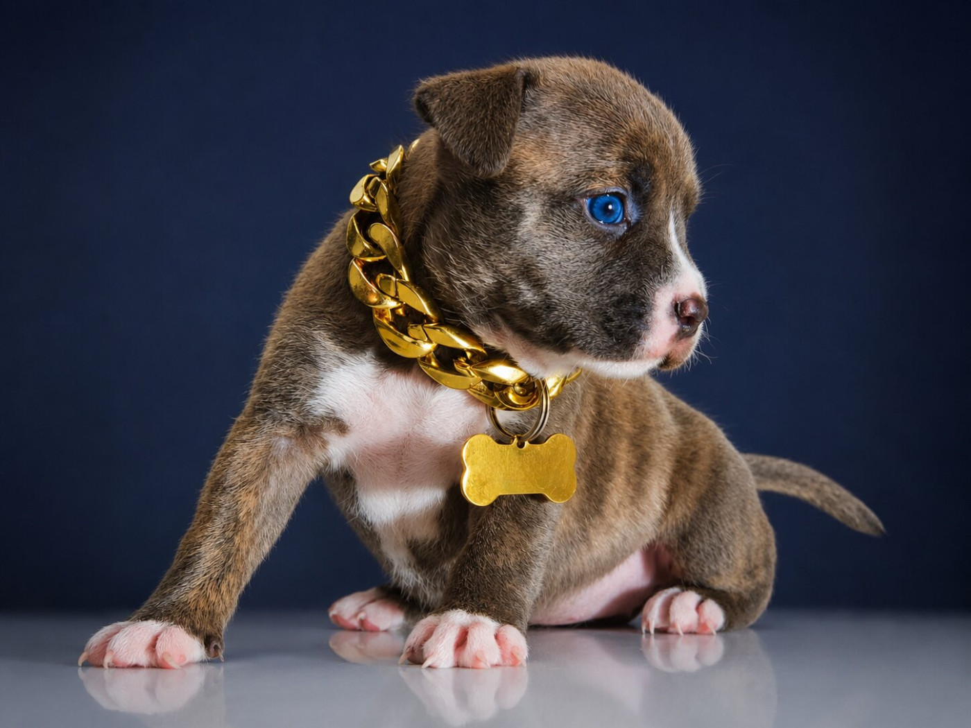 Of Ghost's Empire - Chiots disponibles - American Staffordshire Terrier