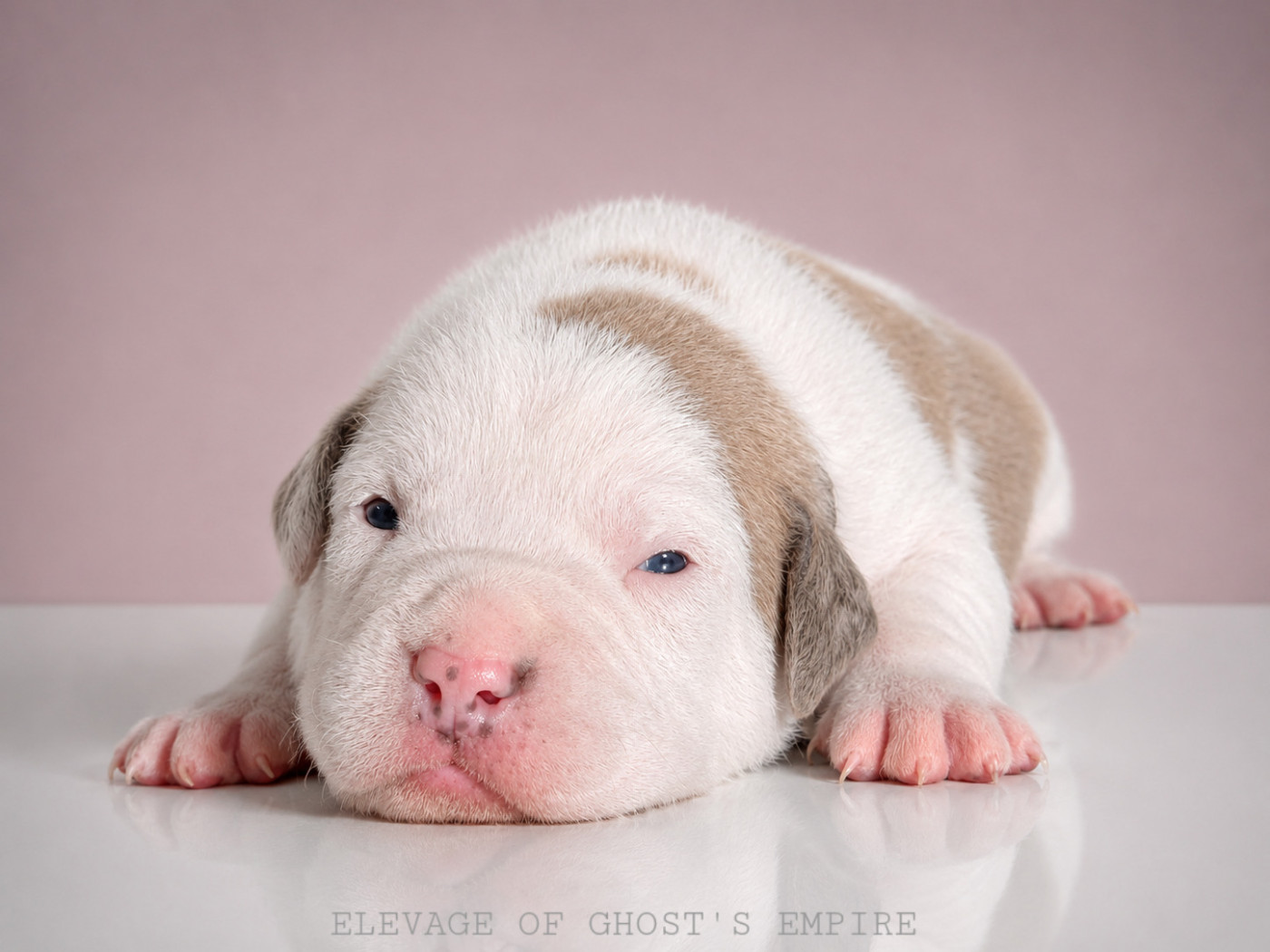 Of Ghost's Empire - Chiots disponibles - American Staffordshire Terrier