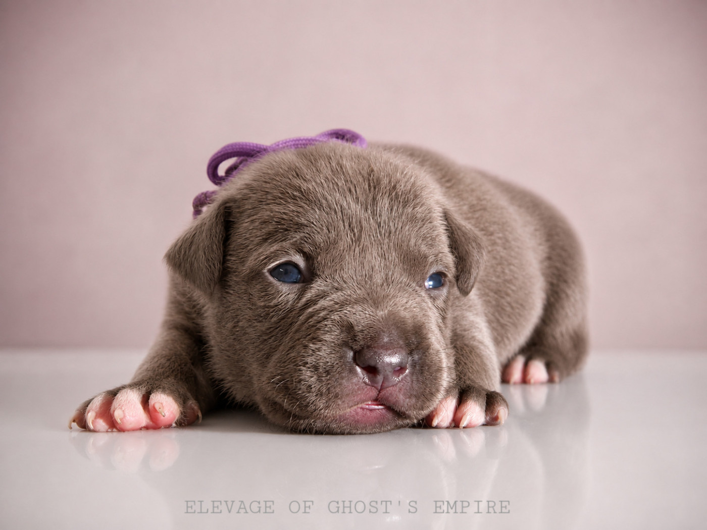 Of Ghost's Empire - Chiots disponibles - American Staffordshire Terrier