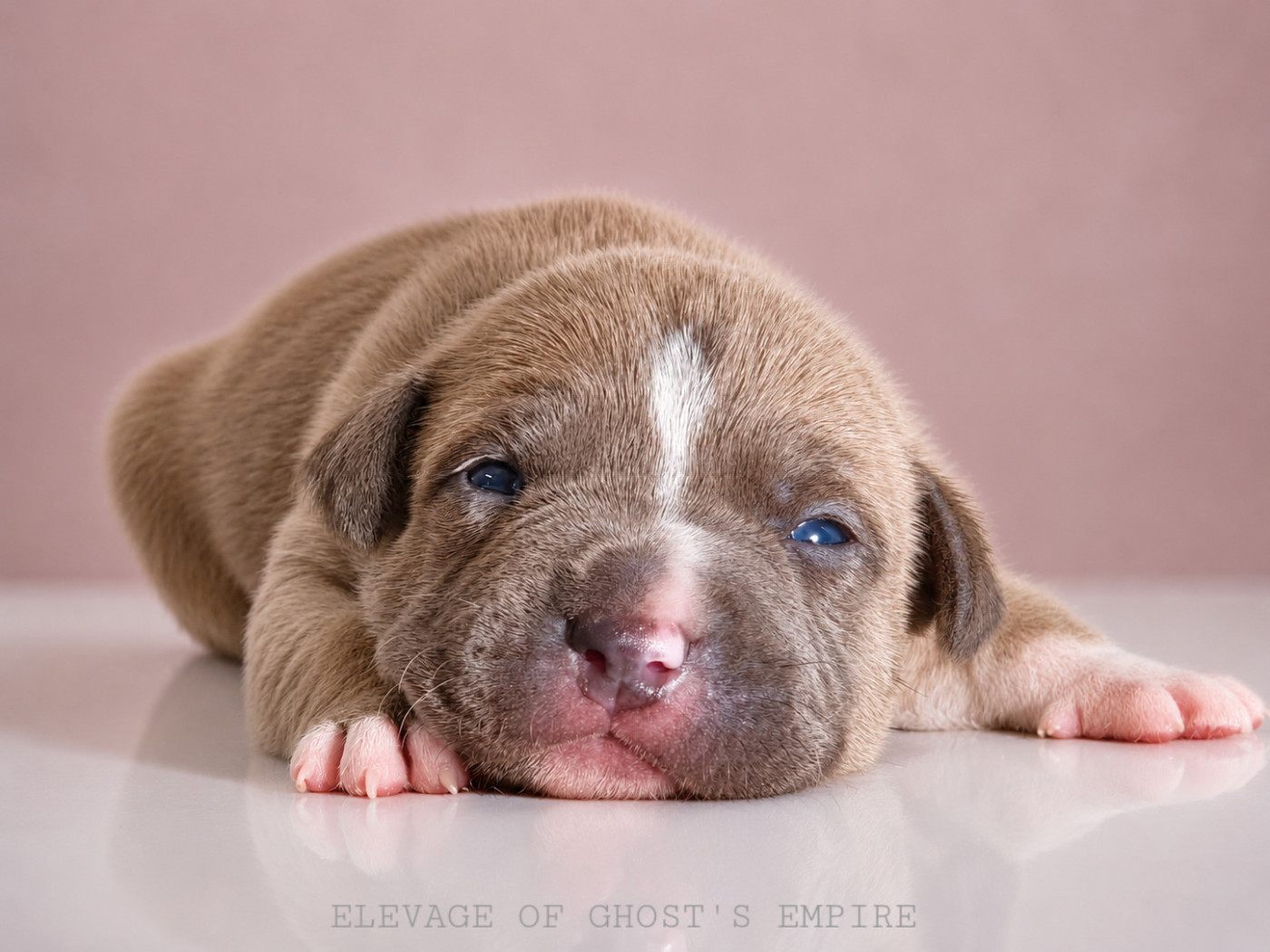 Of Ghost's Empire - Chiots disponibles - American Staffordshire Terrier