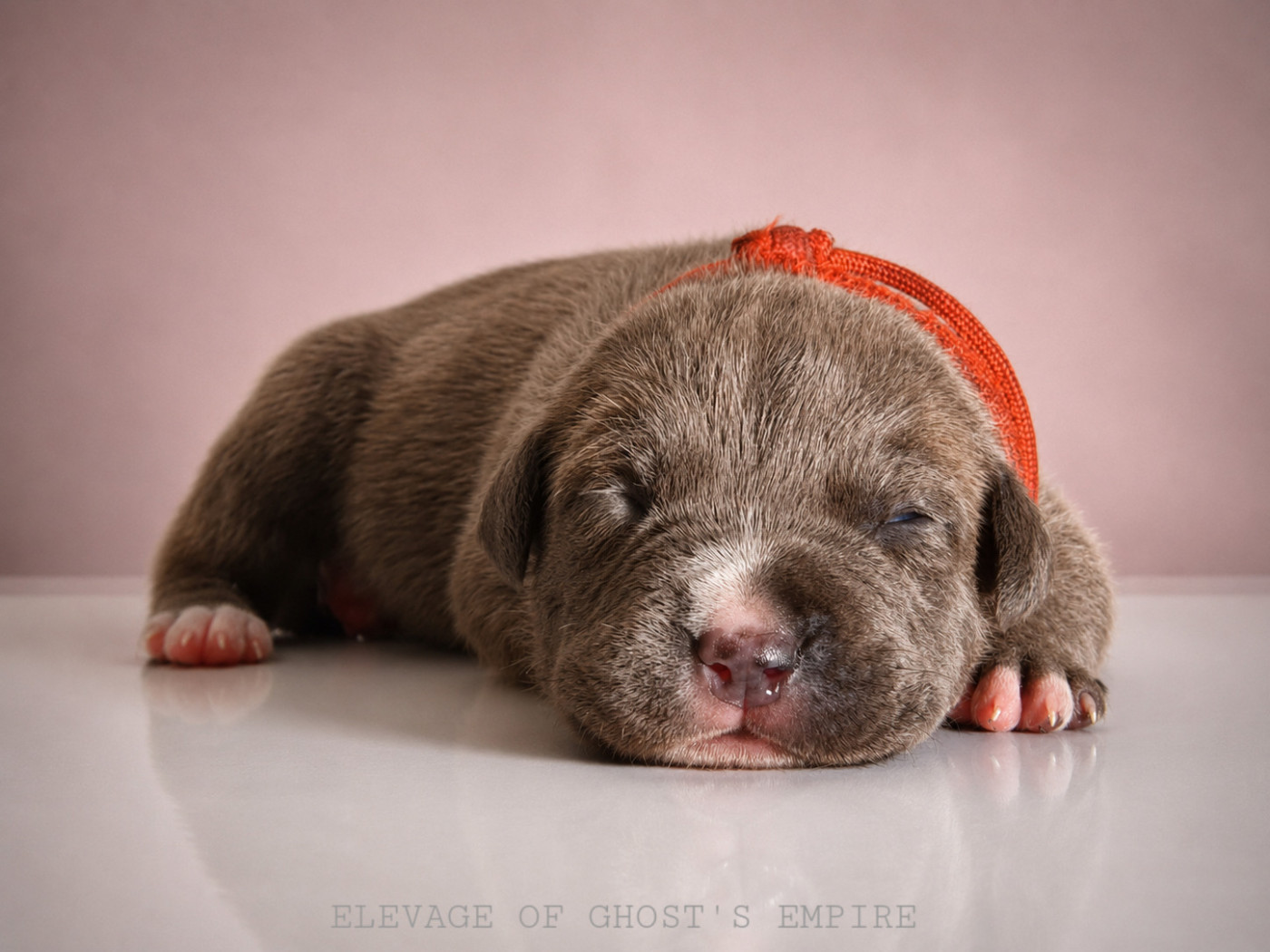 Of Ghost's Empire - Chiots disponibles - American Staffordshire Terrier