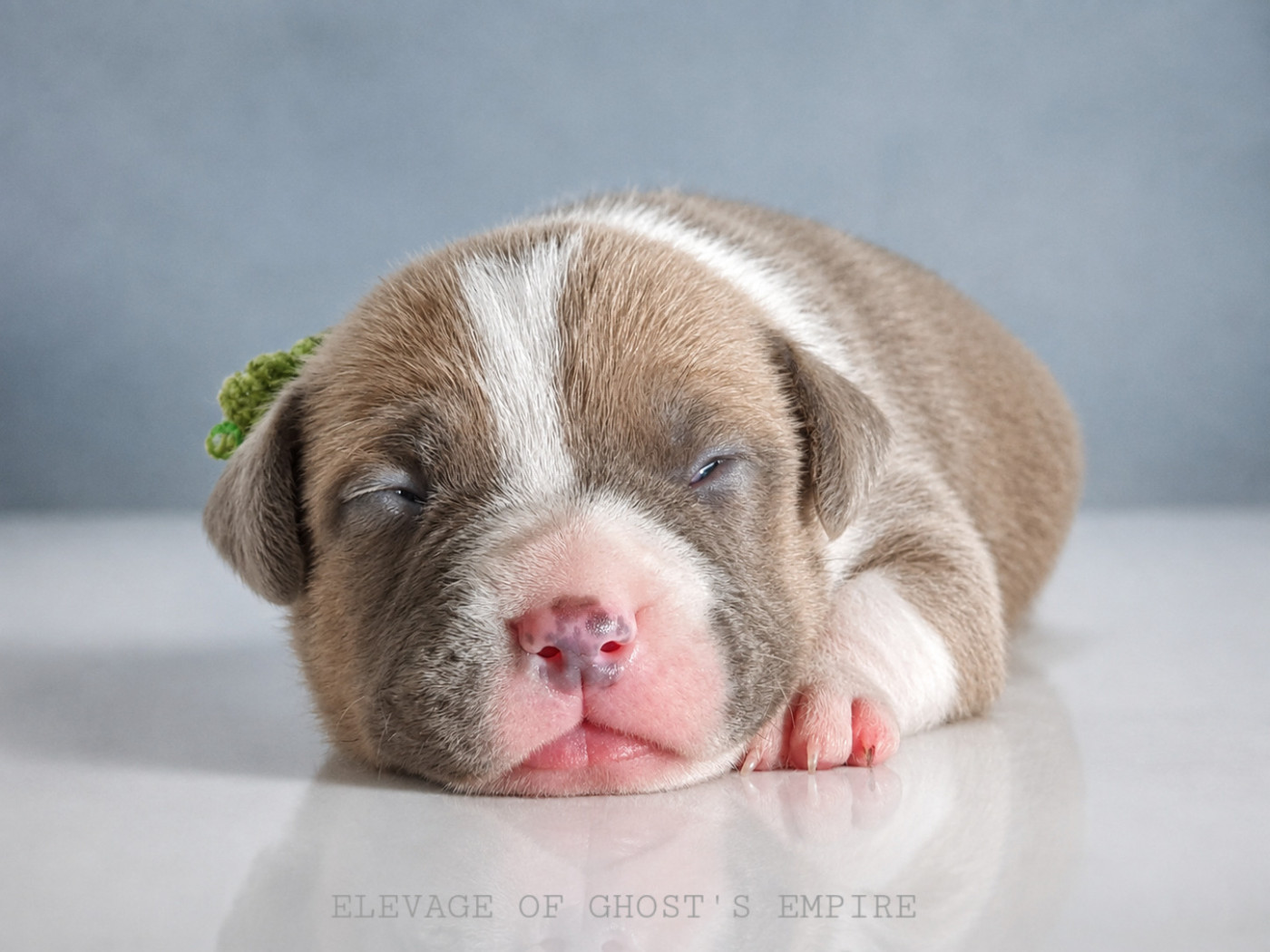 Of Ghost's Empire - Chiots disponibles - American Staffordshire Terrier