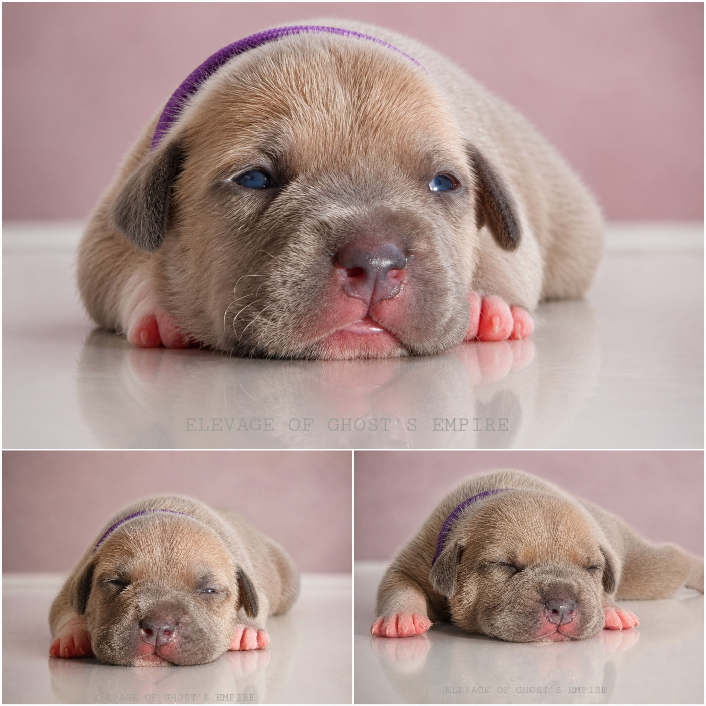 Of Ghost's Empire - Chiots disponibles - American Staffordshire Terrier