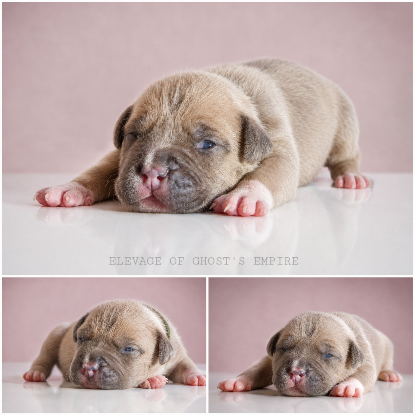 Of Ghost's Empire - Chiots disponibles - American Staffordshire Terrier