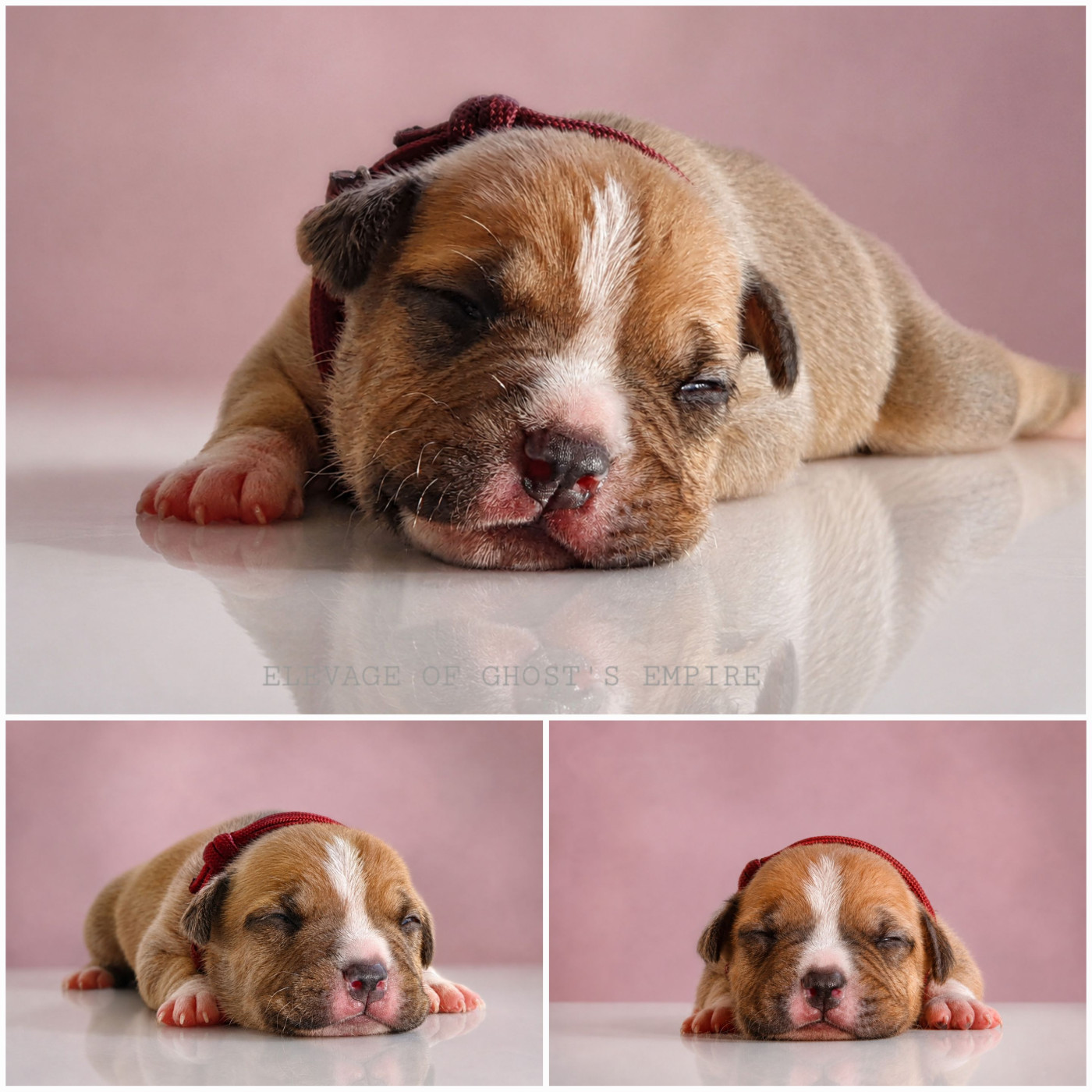 Of Ghost's Empire - Chiots disponibles - American Staffordshire Terrier